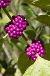 American beautyberry